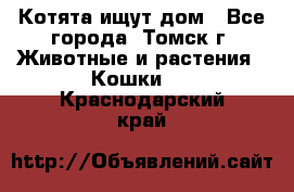 Котята ищут дом - Все города, Томск г. Животные и растения » Кошки   . Краснодарский край